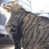 02.03.2013 / 16 Kiloluk Obur Kedi