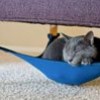 27.09.2012 / Kedilerin Yeni Keyfi: Kedi Hamağı