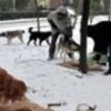 28.01.2012 / Karda Mamasız Kalmasınlar