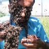 02.07.2013 / Arıdan Saç ve Sakal Yaptı!