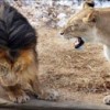22.08.2012 / Karizmayı Çizdiren Aslan