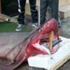 05.01.2013 / Marmara'dan Köpek Balığı Çıktı!