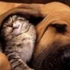 07.09.2012 / Son Trend 'Köpek Bakıcılığı'