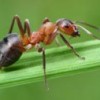 03.07.2013 / Karıncalar Penisilini Böyle Kullanıyorlar
