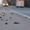 03.11.2012 / Kıyamet Alameti mi?