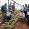19.09.2013 / Domatesleri İthal Böcekler Koruyacak