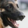 03.11.2013 / Açlıktan Köpeğini Öldürüp Yedi!