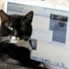 31.10.2013 / Kedi Çişi Kokuyor!