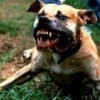 03.01.2014 / Çırılçıplak Soyup Köpeklere Yedirmiş!