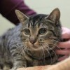 29.11.2013 / Otomatik Kedi Okşama Makinesi İcat Etti