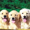 01.03.2014 / Bakanlık Yavru Köpek Yetiştirecek