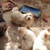 01.04.2014 / Köpekleri Çalıp Aç Susuz Bıraktılar