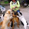 02.04.2014 / Bütünşehir Kedi ve Köpekleri Sahipsiz Bıraktı