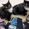 13.01.2014 / Hırsız Kedi Mağdurları Aranıyor