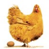 15.07.2014 / Tavuk ve Yumurta Üretimi Azaldı