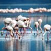 15.07.2014 / Tuz Gölü Flamingo Mezarlığı Olmasın