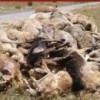 30.06.2014 / Mersin'de Köpek Katliamı