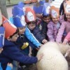 29.04.2013 / Miniklerin Koyun Sevgisi