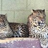 25.12.2013 / Canlı Leopar Yakalayana Validen Sıfır Otomobil!