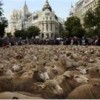 03.11.2014 / Madrid'i Koyunlar Bastı