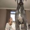 08.02.2014 / İngiltere'nin En Büyük Köpeği!