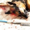 03.11.2014 / Köpeğini Öldüren Caniden Kan Donduran İfade!