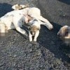 24.02.2014 / Yavru Köpeklerin Ağlatan Dramı