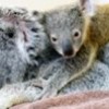 12.06.2015 / Bebek Koala Ameliyat Olan Annesini Bırakmadı