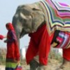 21.01.2017 / Hindistan’da Filler Kazakla Dolaşıyor