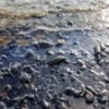 18.01.2017 / Kocaeli’deki Fuel Oil Sızıntısı Biyoçeşitliliği ve İnsan Sağlığını Tehdit Ediyor