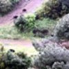 07.05.2017 / İstanbul’da Ormanlık Alanda Şaşırtan Görüntü