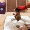 07.09.2017 / Tuvalete Düşen Kediyi AFAD Ekibi Kurtardı