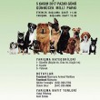 05.11.2017 / Mahayko 8. Köpek Güzellik ve Yetenek Yarışması