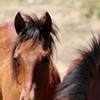 08.08.2017 / ‘Spil Milli Parkı’nın Özgür Sahipleri Yılkı Atları