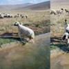 14.08.2017 / Anadolu Aslanı Boğulmakta Olan Koyunu Ölümden Kurtardı