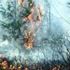 19.02.2018 / Son 5 Yıldaki Orman Yangınlarının 840’ı Kasten Çıkarıldı