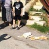 24.04.2018 / Bodrum’da Şimdi de Kedi Katliamı Yaptılar…