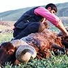 05.05.2018 / Doğu Anadolu’da Koyunlara Yayla Tıraşı