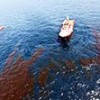 12.05.2018 / Okyanusları Temizlemek İçin Petrol Yiyen Bakteri Geliştirildi