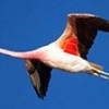 30.12.2016 / Dicle Nehri’ndeki Flamingoları 15 Dolara Satıyorlar