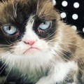 Fenomen Kedi 'Grumpy'