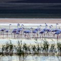 Akgöl'de Flamingolar