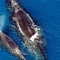 Anne ve Yavru Çubuklu Balinalar Fısıldaşıyorlar