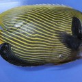 Fenerbahçe Balığı (Pomacanthus imperator)