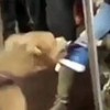 25.04.2018 / Metroda Dehşet Anları… Bir Anda Kadına Saldırdı!