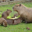 Kapibara Ailesi