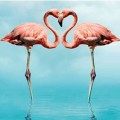 Flamingo Aşkı