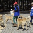 Gelibolu'da Sokak Hayvanlarına Her Gün Mama Taşıyan Necla Varol ile Nazife Çoklaş