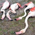 Nisan 2019 / Aksaray'da Öldürülen Flamingolar