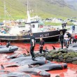 Faroe Adaları'nda Katliam